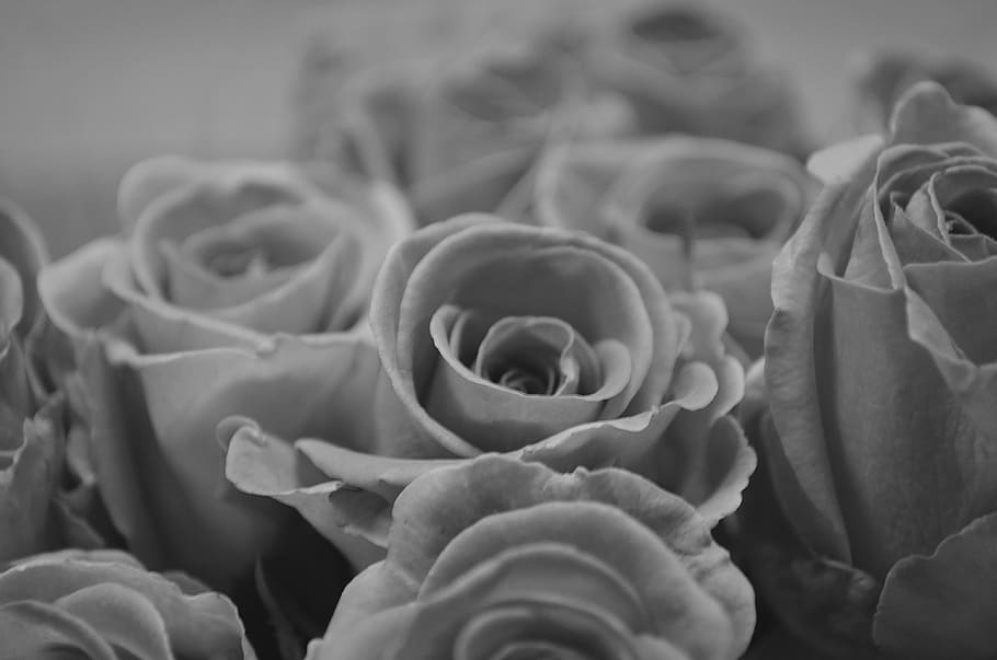 rosa, gocce, macro, sfondo, simbolo, bellezza, natura, stagione, amore, regalo, germoglio, fiore, pianta, avvicinamento, pianta fiorita, bellezza nella natura, petalo, nessuno, freschezza, fragilità, vulnerabilità, testa di fiore, crescita, infiorescenza, messa a fuoco selettiva, fiorire, girato in studio, in casa, composizione floreale, mazzo, un mazzo di fiori, 4K