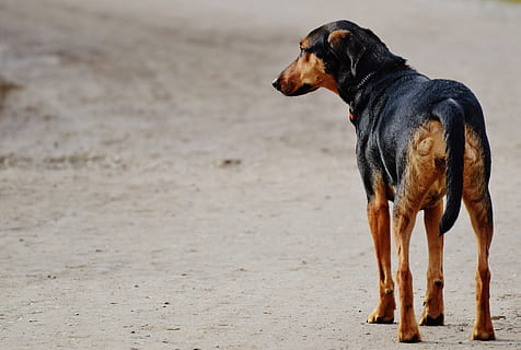 voksen, sort, tan, doberman, hund, trist, vente, alene, et dyr, hunde, kæledyr, indenlandske, husdyr, dyr, pattedyr, dyre temaer, hvirveldyr, jord, leder, strand, kigger væk, sand, dag, ingen mennesker, sidebillede, fokus på forgrunden, stående, renraset hund, 5K, CC0, offentligt domæne, royaltyfrie