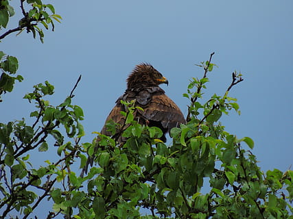 águila, águila moteada, raptor, planta, temas de animales, vista de ángulo bajo, árbol, animales en la naturaleza, fauna animal, animal, cielo, vertebrado, pájaro, crecimiento, color verde, naturaleza, nadie, cielo limpio, hoja, día, rama, parte de la planta, un animal, al aire libre, familia de animales, 4K, CC0, dominio público, libre de derechos