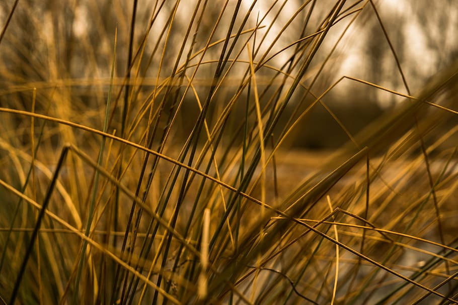 herbes, halme, tija, tancar, fulles d'herba, naturalesa, tardor, macro, herbes de l'estany, flora, tremolar herba, planta, primavera, tub, motor, taronja, humor, atmosfèric, agricultura, planta de cereals, creixement, a l'aire lliure, estiu, primer pla, escena rural, blat, cap gent, cultiu, paisatge, color daurat, terra, camp, ordi, granja, llum solar, bellesa a la natura, medi ambient, madur, 5K