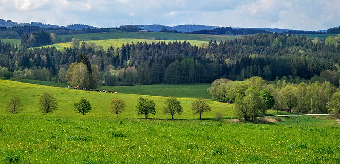 natură, peisaj, luncă, cale, plantă, copac, iarbă, Culoarea verde, mediu inconjurator, teren, scenice - natura, frumusețe în natură, o scenă liniștită, liniște, scenă non-urbană, camp, deal, cer, nici o persoana, nor - cer, simplu, rural, pădure, în aer liber, pini de pădure, Brad, conifer, 4K, CC0, domeniu public, fără drepturi de autor