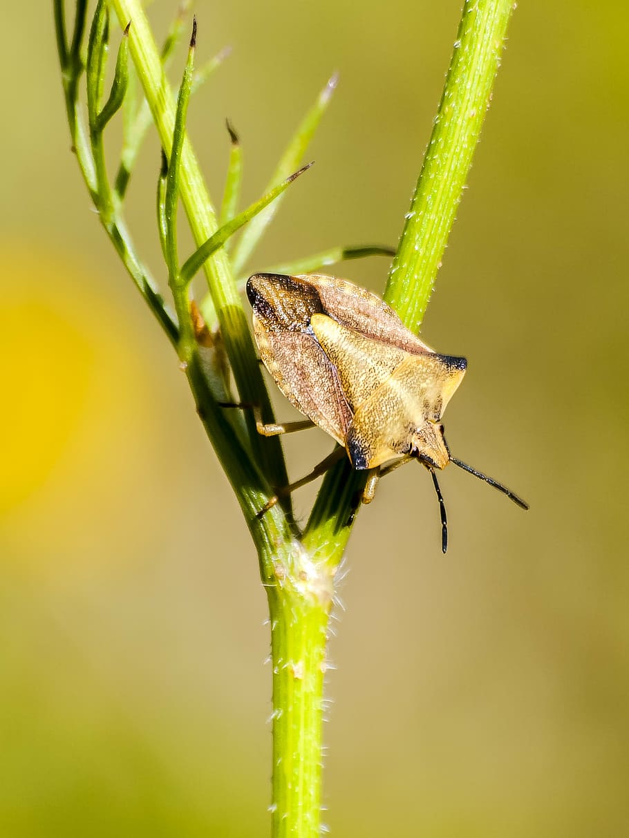 error, bug de cuir, insecte, naturalesa, animal, animals a la natura, fauna animal, temes d'animals, un animal, planta, invertebrat, color verd, primer pla, dia, cap gent, part de la planta, full, centrar-se en primer pla, antena animal, part del cos dels animals, a l'aire lliure, creixement, 4K
