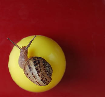 cargol, rodó, macro, colors, groc, vermell, composició, fons de colors, tir de l'estudi, gasteròpode, primer pla, mol·lusc, menjar i beguda, invertebrat, animal, un animal, menjar, fauna animal, temes d'animals, fruita, cap gent, shell, a l'interior, alimentació saludable, benestar, 1080P, CC0, domini públic, lliure de regalies