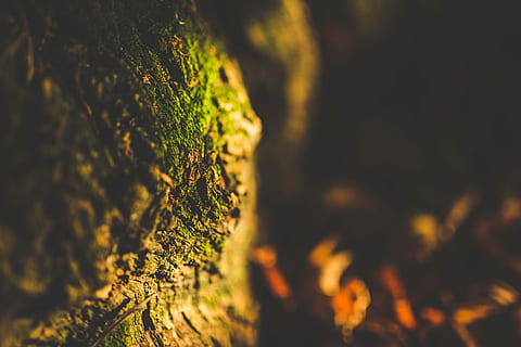 ohne Titel, Fokus, Fotografie, Grün, Baum, Kofferraum, Wurzel, Moos, Natur, dunkel, verwischen, Wachstum, keine Leute, Ruhe, draußen, Nahansicht, szenen, Tag, Schönheit in der Natur, Pflanze, selektiver Fokus, Baumstamm, grüne Farbe, Land, Sonnenlicht, Wald, Holz - Material, Fokus auf den Vordergrund, Nadelbaum, 2K, CC0, gemeinfrei, lizenzfrei