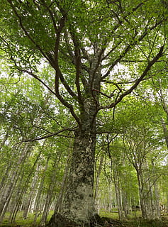 arbre, arbres, faig, Hayedo, bosc, naturalesa, troncs, tronc de l'arbre, paisatge, escorça, branques, fulles, fusta, parc, vegetals, verd, paisatge de muntanya, planta, terra, tronc, creixement, tranquil·litat, vista d’angle baix, bellesa a la natura, dia, color verd, cap gent, branca, a l'aire lliure, medi ambient, escenics - natura, fons, copa de l'arbre, bambú - planta, selva tropical, 4K, CC0, domini públic, lliure de regalies