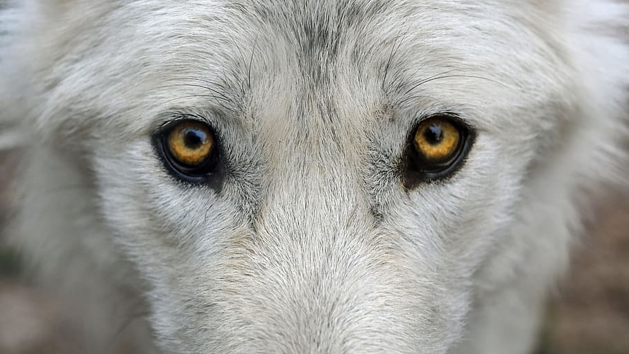 primer pla, foto, gris, animal, llop, mira, depredador, ull, ulls, un animal, part del cos dels animals, fauna animal, ull d’animals, animals a la natura, mamífer, retrat, mirant la càmera, cap gent, vertebrats, part del cos, pèl d’animals, dia, animals domèstics, ulls grocs, bigotis, 5K