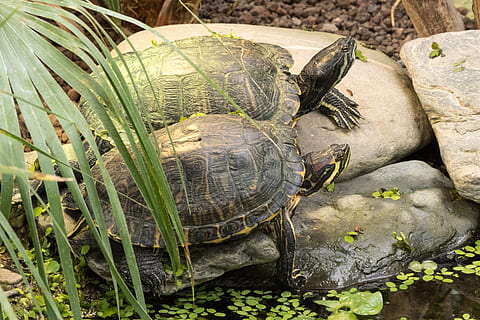 broasca testoasa, târâtoare, de tancuri, tortoise shell, un animal, testoasa, animale sălbatice, animale în sălbăticie, animale tematice, animal, animale vertebrate, coajă, natură, nici o persoana, coajă de animale, vedere în unghi mare, plantă, a închide, zi, frunze, parte a plantelor, în aer liber, 5K, CC0, domeniu public, fără drepturi de autor