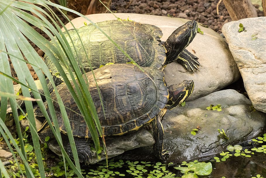 broasca testoasa, târâtoare, de tancuri, tortoise shell, un animal, testoasa, animale sălbatice, animale în sălbăticie, animale tematice, animal, animale vertebrate, coajă, natură, nici o persoana, coajă de animale, vedere în unghi mare, plantă, a închide, zi, frunze, parte a plantelor, în aer liber, 5K