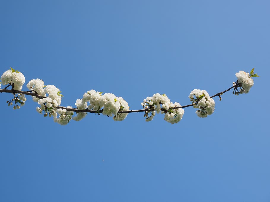 flor de cirerer, blanc, cirera, primavera, flor, florir, flor blanca, arbre, branques de flors, herrlich, desbordant, exuberant, blütenmeer, arbre de flors, dia d’estiu, dia assolellat, cel, planta, planta amb flors, blau, cel clar, frescor, fragilitat, vista d’angle baix, bellesa a la natura, naturalesa, creixement, cap gent, vulnerabilitat, dia, còpia espai, Color blanc, a l'aire lliure, cap de flor, 4K