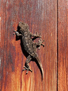 gekko, firben, trække på, struktur, Reptilia, træ, en, et dyr, dyre temaer, dyr i naturen, dyreliv, dyr, krybdyr, træ - materiale, ingen mennesker, hvirveldyr, dag, natur, Brun, tæt på, udendørs, tekstureret, zoologi, sollys, mønster, murbygningsfunktion, munden åben, tørt klima, 4K, CC0, offentligt domæne, royaltyfrie