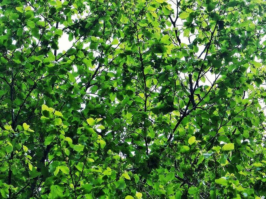 fulles, arbust, arbre, verd, primavera, planta, naturalesa, bosc, fregar, estiu, humor, creixement, color verd, bellesa a la natura, full, part de la planta, cap gent, marc complet, dia, tranquil·litat, a l'aire lliure, vista d’angle baix, llum solar, fullatge, fons, frescor, branca, 1080P
