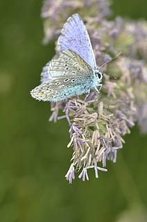 comun, albastru, fluture perching, Violet, floare, timpul zilei, fotografie de aproape, fluture, macro, insectă, gandaci, fluturi, zboară insectă albastră, ghw, natură, fluture - insectă, animal, animal aripă, a închide, vară, frumusețe în natură, animale sălbatice, animale tematice, plantă, să se concentreze asupra primelor elemente, planta cu flori, fragilitate, un animal, vulnerabilitate, animale în sălbăticie, creştere, nici o persoana, nevertebrat, zi, cap de floare, polenizare, 4K, CC0, domeniu public, fără drepturi de autor