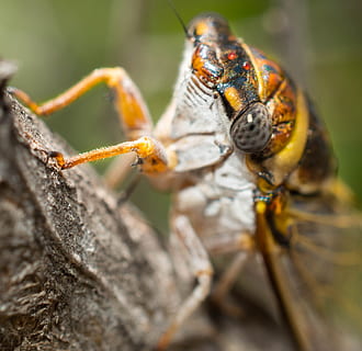 cicala, albero, insetto, natura, abbaiare, naturale, esoscheletro, ala, ciclo, animale, macro, avvicinamento, all'aperto, animali e animali domestici, animali allo stato selvatico, fauna selvatica, temi animali, un animale, messa a fuoco selettiva, invertebrato, giorno, nessuno, pianta, bellezza nella natura, concentrarsi sulle conoscenze acquisite, ramo, 2K, CC0, dominio pubblico, privo di copyright