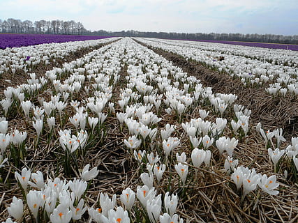 crocus, ampoules, ampoule, printemps, la nature, fleur, agriculture, champ, plante, saison, scène rurale, ferme, en plein air, plante à fleurs, beauté dans la nature, croissance, fraîcheur, terre, vulnérabilité, fragilité, abondance, paysage, journée, personne, couleur blanche, tranquillité, scène tranquille, parterre de fleurs, tête de fleur, violet, 5K, CC0, domaine public, libre de droits
