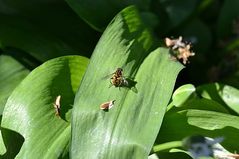 hover fly, frunze, usturoi, sălbatic, a închide, natură, plantă, insectă, animal, macro, animale sălbatice, Culoarea verde, nevertebrat, parte a plantelor, animale tematice, animale în sălbăticie, un animal, creştere, nici o persoana, zi, frumusețe în natură, a zbura, să se concentreze asupra primelor elemente, vulnerabilitate, în aer liber, animal aripă, mic, 4K, CC0, domeniu public, fără drepturi de autor