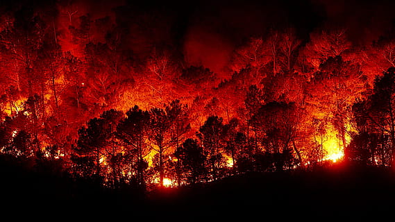 forest fires, fire, hell, red, night, tree, beauty in nature, no people, nature, forest, illuminated, glowing, plant, land, silhouette, orange color, light - natural phenomenon, sky, environment, burning, outdoors, dark, 1080P, CC0, public domain, royalty free