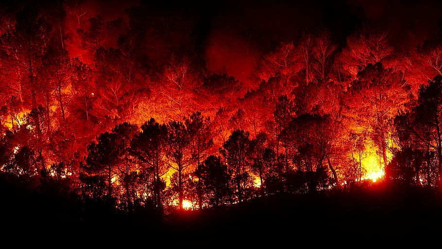 incendi boschivi, fuoco, inferno, rosso, notte, albero, bellezza nella natura, nessuno, natura, foresta, illuminato, raggiante, pianta, terra, silhouette, colore arancione, luce - fenomeno naturale, cielo, ambiente, ardente, all'aperto, buio, 1080P