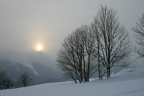 leafless tree, covered, ice, daytime, fog, sunset, winter, tree, cold, snow, nature, landscape, forest, mountain, cold - Temperature, outdoors, frost, season, scenics, white, cold temperature, bare tree, sky, beauty in nature, plant, scenics - nature, branch, environment, tranquil scene, tranquility, land, no people, covering, snowcapped mountain, snowing, 4K, CC0, public domain, royalty free