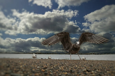 Himmel, Wolke, Wind, Meer, Strand, Möwe, Vögel des Meeres, junger Vogel, Wilde Vögel, wildes Tier, natürlich, Landschaft, Vogel, Tierthemen, wolke - himmel, Tiere in freier Wildbahn, Tier, Wirbeltier, fliegend, Tierwelt, die Flügel ausbreiten, Natur, Gruppe von Tieren, Wasser, Tag, Land, zwei tiere, keine Leute, draußen, Oberflächenniveau, Kieselstein, 1080P, CC0, gemeinfrei, lizenzfrei