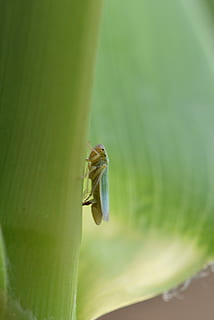 cicalina, Mais, macro, un animale, temi animali, animali allo stato selvatico, fauna selvatica, giorno, nessuno, animale, avvicinamento, invertebrato, colore verde, insetto, vertebrato, messa a fuoco selettiva, pianta, foglia, bellezza nella natura, parte vegetale, natura, concentrarsi sulle conoscenze acquisite, zoologia, marino, 5K, CC0, dominio pubblico, privo di copyright