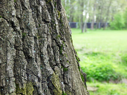 Konar, albero, la corteccia, nitidezza, la struttura del, foresta, verde, natura, tronco d'albero, abbaiare, all'aperto, bosco, sfondi, pianta, tronco, concentrarsi sulle conoscenze acquisite, strutturato, avvicinamento, giorno, nessuno, erba, terra, crescita, ruvido, corteccia vegetale, colore verde, parco, campo, 4K, CC0, dominio pubblico, privo di copyright
