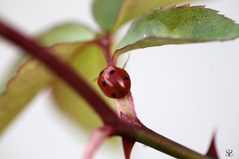 marihøne, natur, insekter, makro, insekt, detalj, anlegg, nærbilde, blad, plante del, bille, virvelløse, dyr, dyre temaer, ett dyr, dyreliv, ingen folk, rød, dyr i naturen, selektiv fokusering, utendørs, kryp, gren, liten, 2K, CC0, offentlig domene, opphavsrett gratis