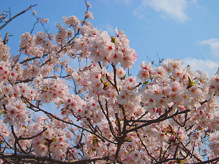 Weiß, rot, Blumen, tagsüber, Kirsche, Kirschblüten, Frühling, Rosa, natürlich, Pflanze, Japan, Sakura, Japan-Blume, k, Frühlingsblumen, Ansichten von Japan, Blume, blühen, Kirschblüte, Kirschbaum, Zerbrechlichkeit, Baum, Mandelbaum, Ast, pinke Farbe, blühende Pflanze, Frische, Schönheit in der Natur, Wachstum, Verletzlichkeit, Flachwinkelansicht, Natur, Tag, Himmel, keine Leute, draußen, Blütenkopf, Blumenstrauß, 1080P, CC0, gemeinfrei, lizenzfrei