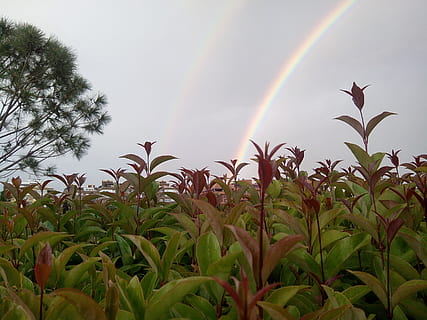 plantas, arco iris, cielo, planta, crecimiento, belleza en la naturaleza, naturaleza, tranquilidad, hoja, nadie, árbol, parte de la planta, paisajes - naturaleza, día, nube - cielo, color verde, campo, tierra, escena tranquila, paisaje, al aire libre, doble arcoiris, 2K, CC0, dominio público, libre de derechos