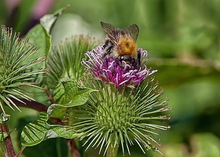 hummel, insekt, blomst, bi, natur, sommer, blomstre, flor, plante, tæt, forår, vinge, pollen, eng, fiktive, blomstrende plante, dyr i naturen, dyreliv, et dyr, dyre temaer, dyr, skønhed i naturen, vækst, hvirvelløse, skrøbelighed, sårbarhed, kronblad, tæt på, friskhed, fokus på forgrunden, blomsterhoved, bestøvning, ingen mennesker, lilla, dyrefløj, udendørs, sommerfugl - insekt, humlebi, 4K, CC0, offentligt domæne, royaltyfrie