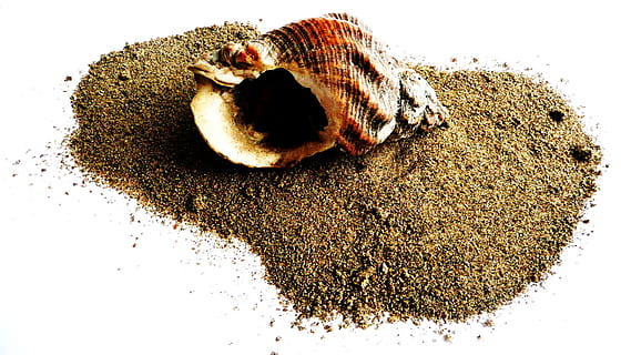 shell, strand, strand, sand, muslingeskal, mollusk, skal, strand, sand, isolation, marine, organisme, død, Brun, mad, mad og drikke, isolerede, ingen mennesker, hvid baggrund, frø, tæt på, studio skud, natur, stilleben, indendørs, høj vinkel visning, friskhed, tør, velvære, skåret ud, plante, ingrediens, direkte over, krydderi, sund kost, tørret, 2K, CC0, offentligt domæne, royaltyfrie
