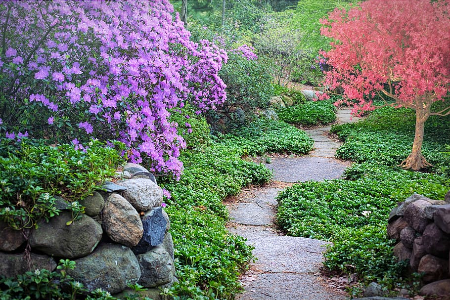 rød, lilla, planter, forår, blomstrende træer, sti, pathway, gå, natur, have, blomster, sæson, blomstrende, grene, botanik, havearbejde, baggrund, kulisse, plante, blomst, blomstrende plante, skønhed i naturen, vækst, formelle have, prydhave, solid, ingen mennesker, ro, grøn farve, blomsterseng, klippe, dag, friskhed, træ, udendørs, haven sti, grus, 5K