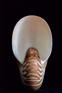 čaumalas, jūras čaumalas, nautilus, apvalks, nautilus, apvalks, jūra, raksturs, spirāli, okeāns, mollusk, dzīvnieku, modeli, dabiski, dzīvnieku apvalks, melns fons, tuvplāns, viens objekts, jūras dzīve, viens dzīvnieks, dzīvnieku tēmas, nav cilvēku, studija, telpās, dzīvnieku savvaļas dzīvnieki, Klusā daba, kopēt vietu, izgriezt, gliemežvāku, tabula, dzīvniekiem savvaļā, pārtika un dzērieni, stikls, 1080P, CC0, publiskais domēns, bez atlīdzības