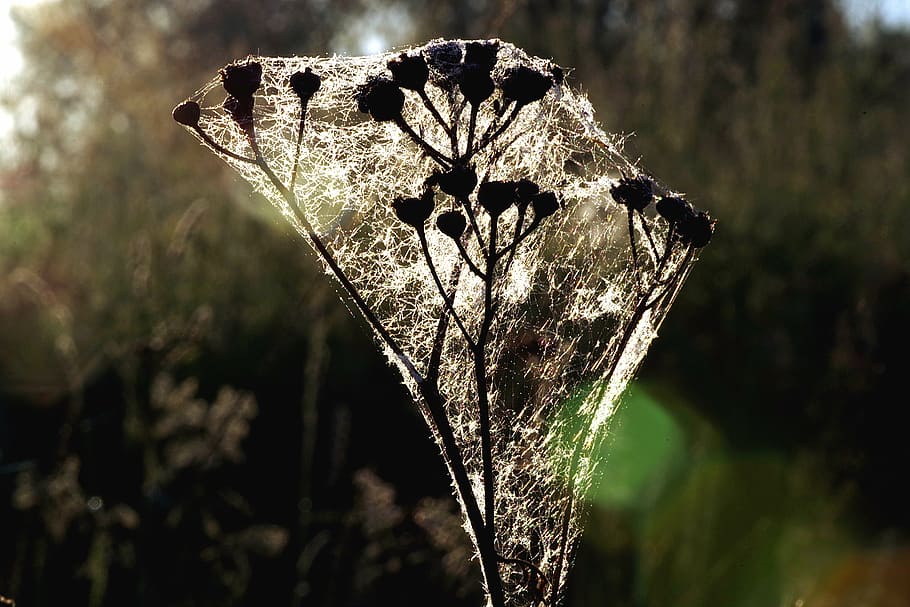 erba, ragnatela, rosa, di mattina, natura, estate, campo, la nebbia, Alba, mattina, verde, Polonia, giardino, lame, il controluce, splendore, albero, all'aperto, pianta, concentrarsi sulle conoscenze acquisite, avvicinamento, giorno, nessuno, crescita, bellezza nella natura, fiore, fragilità, vulnerabilità, luce del sole, pianta fiorita, la tranquillità, terra, stelo vegetale, freschezza, foresta, farfalla - insetto, 5K