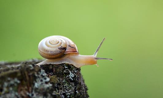 selektivní, zaostřovací fotografie, hnědý, hlemýžď, shell, měkkýš, sonda, plazit se, pomalu, zahradní šnek, plži, zvíře, zvířat, bezobratlý, jednoho zvířete, detail, zvířata ve volné přírodě, zvířecí shell, nikdo, část těla zvířete, zvířecí anténa, nuda, Příroda, plazení, den, spirála, venku, malý, 2K, CC0, veřejná doména, bez autorských práv