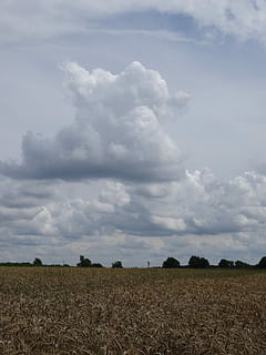 veld-, wolken, bergen, hemel, wolken bergen, zomer, zomerlucht, landschap, landbouw, wolk - lucht, landelijke scène, rustige scène, milieu, land-, kalmte, schoonheid in de natuur, scenics - natuur, natuur, dag, geen mensen, fabriek, groei, buitenshuis, farm, niet-stedelijke scène, 5K, CC0, publiek domein, royaltyvrij