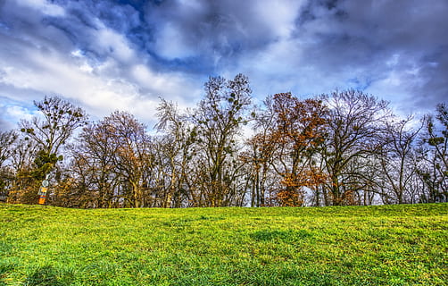 arbres, dosser, prat, verd, núvols, drama, humor, niu, niu d’ocells, hdr, rang dinàmic alt, contrast, naturalesa, paisatge, escènic, bosc, cel, estètic, kahl, registre, planta, herba, núvol - cel, terra, bellesa a la natura, escenics - natura, medi ambient, arbre, tranquil·litat, camp, escena tranquil·la, escena no urbana, color verd, blau, cap gent, plana, a l'aire lliure, primavera, bosc de pi, brillant, 5K, CC0, domini públic, lliure de regalies