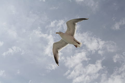 gaivota, voar, mosca, céu, pássaro, animal, gaivotas, perto, mundo animal, macro, vôo, animais em estado selvagem, animais selvagens, temas animais, nuvem - céu, asas abertas, vertebrado, visão de baixo ângulo, ar, natureza, ninguém, um animal, dia, movimento, ao ar livre, cor branca, asa animal, 1080P, CC0, domínio público, royalty free