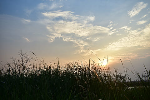 Sonnenuntergang, Dämmerung, Wolken, Gras, Schilf, Seeufer, Sumpf, Natur, Landschaft, Abendhimmel, Himmel, Abend, Nachglühen, Tapete, Hintergrund, Ruhe, Schönheit in der Natur, wolke - himmel, ruhige Szene, Pflanze, Wachstum, Feld, Szenen - Natur, Land, keine Leute, Sonnenlicht, Sonne, Landwirtschaft, idyllisch, Umgebung, draußen, 4K, CC0, gemeinfrei, lizenzfrei
