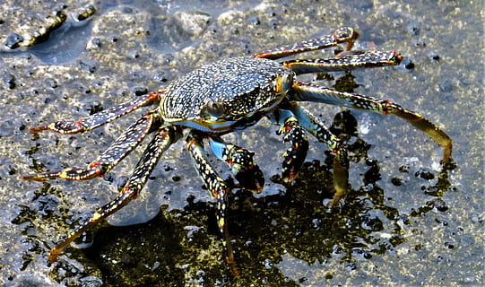 crab, shellfish, animal, scissors, nature, close-up, animal themes, animal wildlife, one animal, animals in the wild, high angle view, day, water, no people, land, beach, outdoors, sea life, zoology, sea, marine, 2K, CC0, public domain, royalty free
