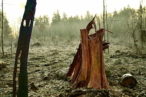 albero, nebbia, inverno, freddo, mistico, incolore, foresta, terra, pianta, legno - materiale, natura, tronco d'albero, nessuno, tronco, giorno, la deforestazione, la tranquillità, legname, legna, campo, danneggiato, scena non urbana, ceppo, problemi ambientali, scena tranquilla, bosco, all'aperto, abbaiare, inviare, post in legno, deterioramento, 4K, CC0, dominio pubblico, privo di copyright