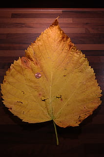 olmo, foglia, montagna, taglia, confronto, foglia di olmo, olmo di montagna, confronto delle dimensioni, centesimo, moneta, colorazione, giallo, verde, le foglie, grande, enorme, fogliame autunnale, ulmus glabra, ulmus scabra, ulmus montana, olmi, Ulmus, famiglia di olmi, Ulmaceae, autunno, modificare, fragilità, avvicinamento, parte vegetale, nessuno, vulnerabilità, vena fogliare, bellezza nella natura, natura, pianta, asciutto, modello naturale, colore arancione, legno - materiale, tavolo, giorno, vista dall'alto, all'aperto, condizione naturale, foglia di acero, 5K, CC0, dominio pubblico, privo di copyright