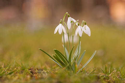 fotografie bokeh, patru, alb, flori, ghiocel, natură, primăvară, închide, frühlingsblüher, floare, a închide, selectiv, să se concentreze asupra primelor elemente, cap de floare, zi, nici o persoana, în aer liber, planta cu flori, plantă, prospeţime, vulnerabilitate, frumusețe în natură, fragilitate, petală, creştere, culoare alba, inflorescenţă, iarbă, 2K, CC0, domeniu public, fără drepturi de autor