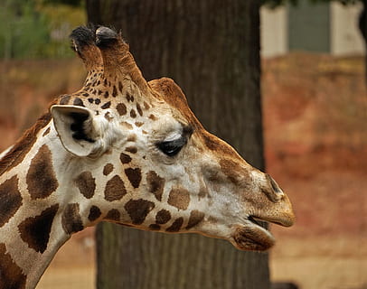 girafa, cap, tancar, cara, retrat, cap de girafa, zoo, animal, temes d'animals, fauna animal, un animal, mamífer, animals a la natura, centrar-se en primer pla, marques d’animals, vertebrats, cap gent, part del cos dels animals, safari, dia, primer pla, a l'aire lliure, cap d’animals, animals domèstics, coll d'animals, herbívors, vista del perfil, 2K, CC0, domini públic, lliure de regalies