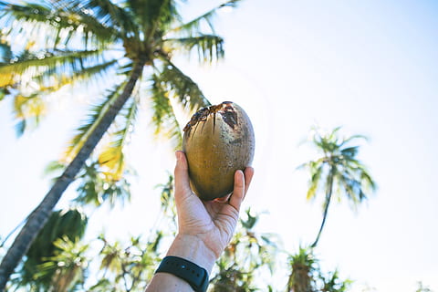 coco, fruita, arbre, planta, menjar, cel, granja, camp, mà, mà humana, celebració, part del cos humà, Palmera, una persona, clima tropical, menjar i beguda, alimentació saludable, naturalesa, dia, creixement, fruita tropical, a l'aire lliure, palmera de coco, arbre tropical, extremitat humana, 5K, CC0, domini públic, lliure de regalies