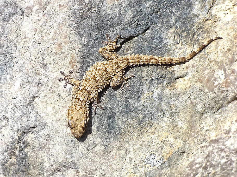 gekko, rotsen, structuur, draak, camouflage, reptiel, hagedis, dier, natuur, dieren in het wild, detailopname, dierlijke thema's, dierenleven, één dier, gewerveld, solide, rots, rock - object, geen mensen, dag, hoge hoekmening, getextureerde, buitenshuis, ruw, staart, recht boven, 4K