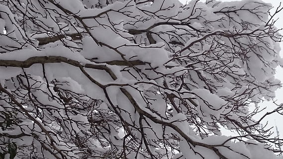 vinter, sne, træ, hvid, fnug, smuk, www, vinterdrøm, den kolde årstid, eventyr vinter, glædelig jul, temperatur, vinterfoto, atmosfærisk, Vær hilset, desktop, hdr, magi, frost, figur, bokeh, temaet jul, afdeling, plante, bare træ, lav vinkel visning, ingen mennesker, skønhed i naturen, natur, ro, dag, himmel, vækst, udendørs, kold temperatur, scenics - natur, rolig scene, fokus på forgrunden, 4K, CC0, offentligt domæne, royaltyfrie
