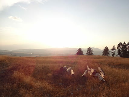copac, busteni, Buturuga, lemn, natură, busteni de arbori, copaci, cer, pădure, a taia, cherestea, camp, agricultură, fermă, rural, în aer liber, teren, peisaj, plantă, animale tematice, mediu inconjurator, grup de animale, animal, mamifer, animale vertebrate, iarbă, apus de soare, lumina soarelui, șeptel, animale domestice, frumusețe în natură, intern, scenice - natura, nici o persoana, lentila flacara, erbivor, 4K, CC0, domeniu public, fără drepturi de autor