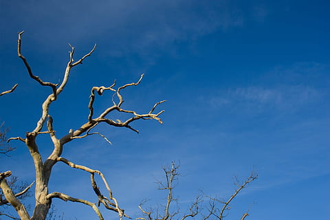 ramo di un albero, morto, asciutto, pianta, albero, ramo, blu, flora, albero nudo, natura, cielo, giorno, nessuno, Inquadratura dal basso, nuvola - cielo, bellezza nella natura, all'aperto, scenics - natura, la tranquillità, crescita, luce del sole, scena non urbana, soleggiato, Stormo di uccelli, 2K, CC0, dominio pubblico, privo di copyright