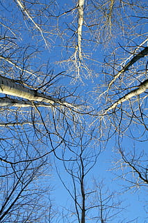 árbol, invierno, abedul, ladrar, frío, naturaleza, escarcha, bosque, cielo, temporada, azul, blanco, hielo, arboles de invierno, diciembre, al aire libre, escénico, rama, ramas, enero, escena, febrero, alcanzando, arriba, hacia arriba, Cielos despejados, claro, el maletero, desnudo, planta, árbol desnudo, vista de ángulo bajo, nadie, día, tranquilidad, belleza en la naturaleza, cielo limpio, temperatura fría, crecimiento, luz del sol, planta muerta, copas de los árboles, directamente debajo, 2K, CC0, dominio público, libre de derechos