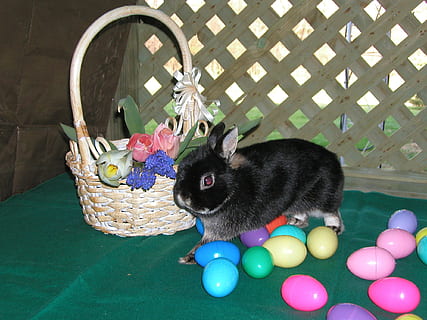 Osterhase, Eier, Frühling, Farben, Ostern, Hase, schwarz, Blumen, Korb, pelzig, Spaß, Haustiere, ein Tier, Tier, Tierthemen, Hauskatze, Säugetier, inländisch, Katze, katzenartig, Wirbeltier, Tabelle, keine Leute, drinnen, Sitzung, Entspannung, mehrfarbig, Container, High Angle View, Whisker, 1080P, CC0, gemeinfrei, lizenzfrei